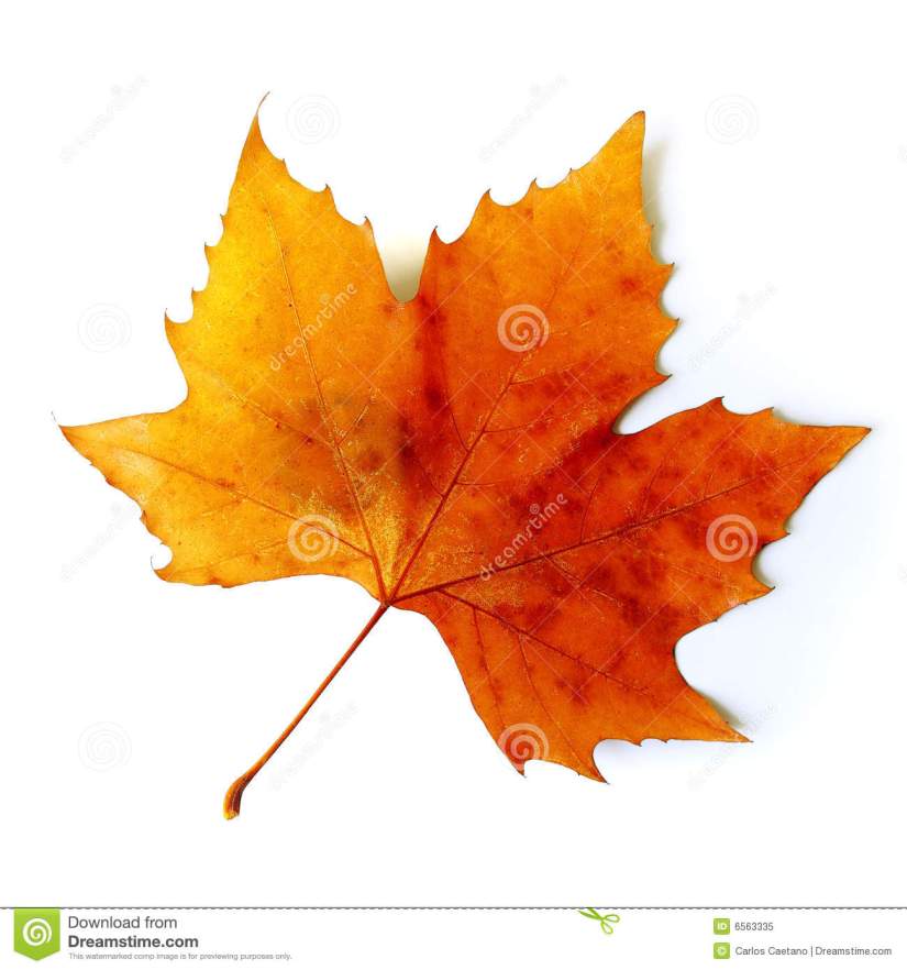 fall-leaf-6563335